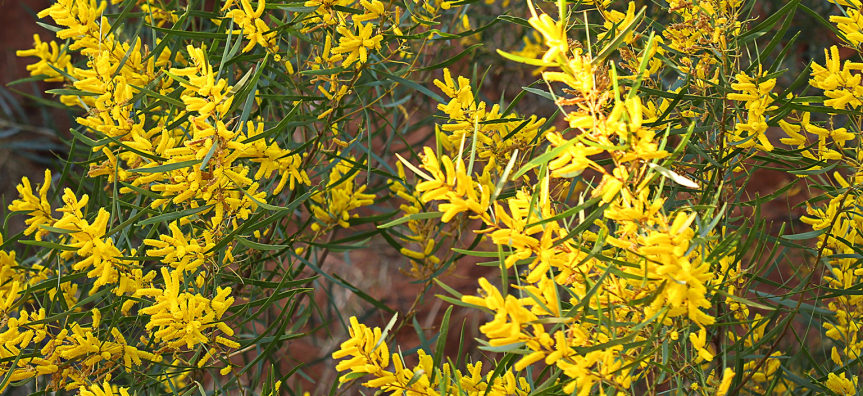 white-sallow-wattle-webtile.jpg