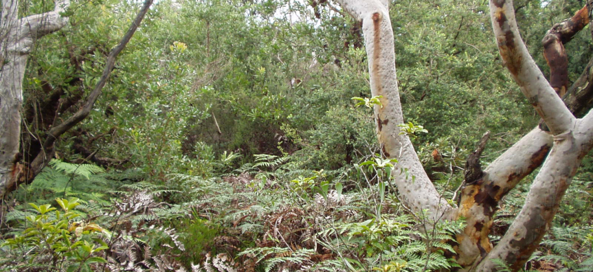 Bangalay_Sand_Forest.jpg