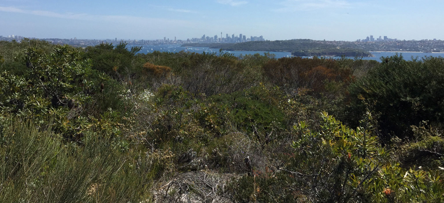 eastern-suburbs-banksia-scrub-webtile.jpg