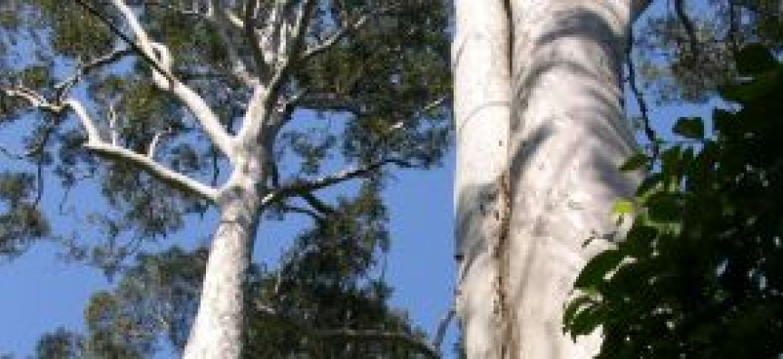 Pittwater_Spotted_Gum_Forest_Pittwater_Cumulus_library_cropped.jpg