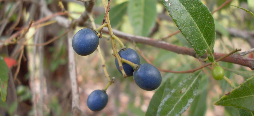 Blueberry ash