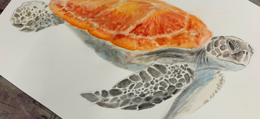 Watercolour Turtle 