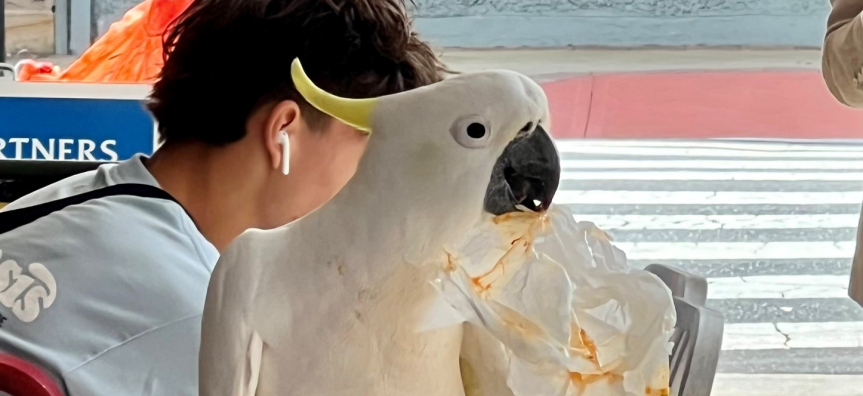 Sulphur crested cockatoo stands on bin