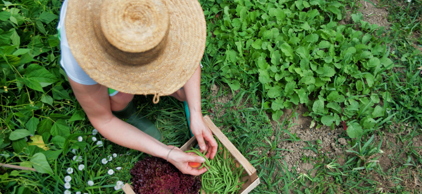 Gardener with hat harvesting