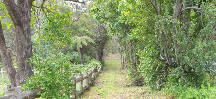 And action! Duffys Forest Bridle Trail plan approved | Northern Beaches ...