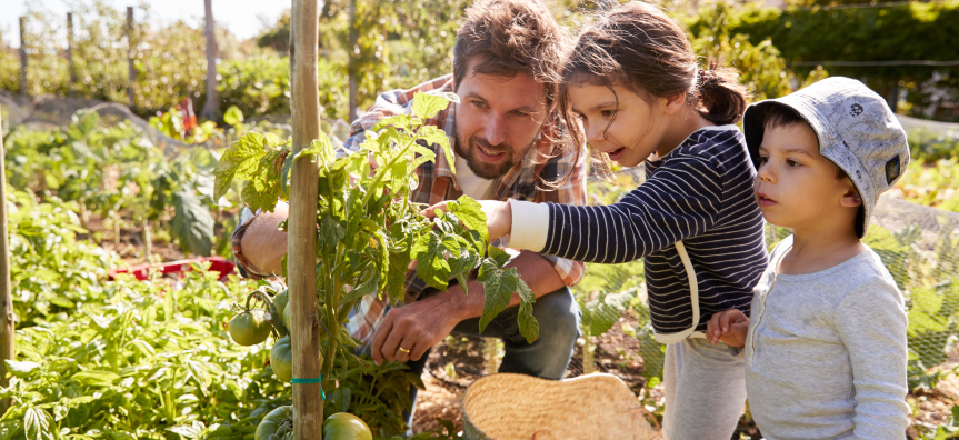 dad looks at seedlings with children