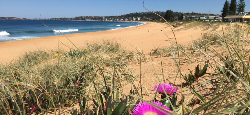 Tree planting on the beach