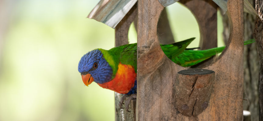 Lorikeet in a nesting box