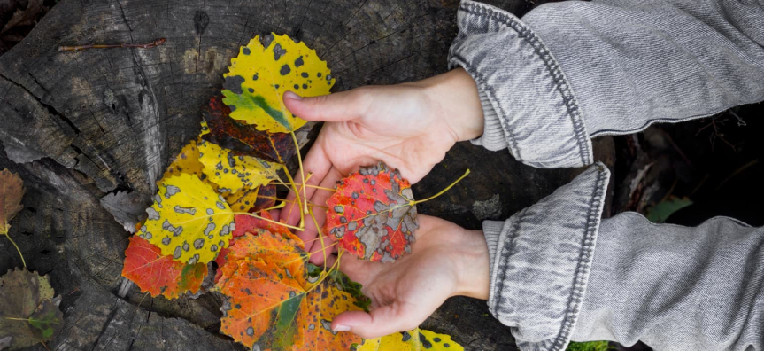 Pile of colourful leaves in palm