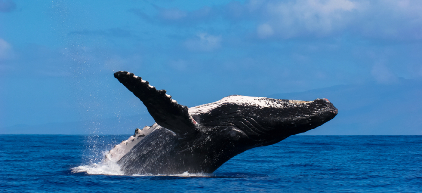 WHale jumps out of water