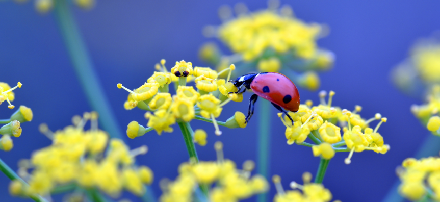 Lady beetle feeds on yellow flowers