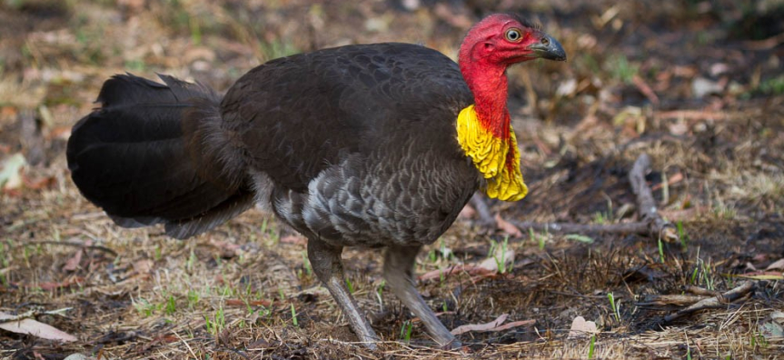 brush turkey in the bush