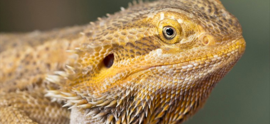 head of a bearded dragon