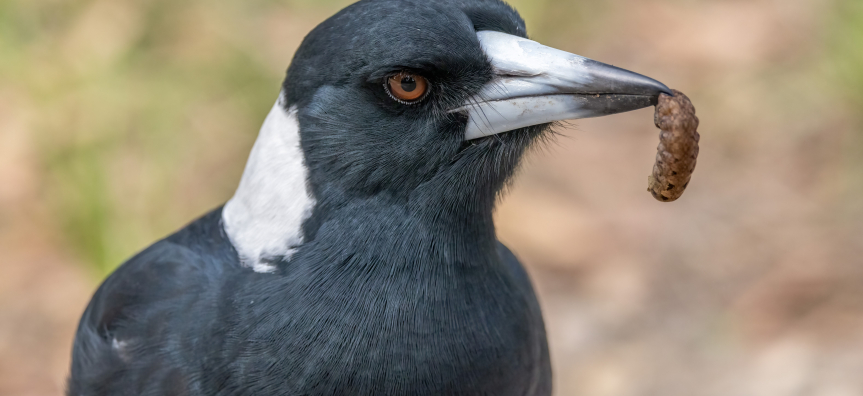 Magpie
