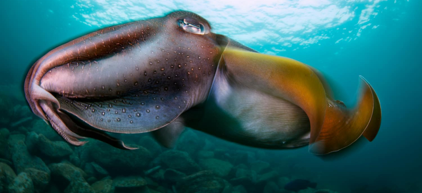 Underwater photo comp - Torpedo by Tahlia Greis