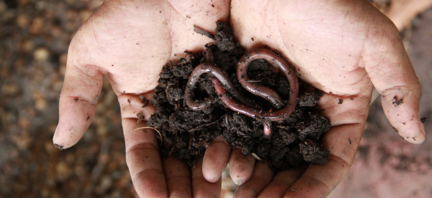 child's hands with dirt and worms