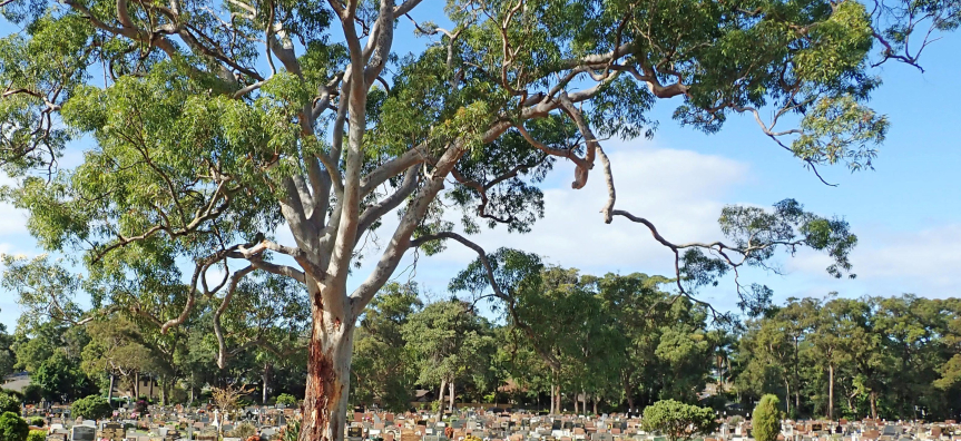 Mona Vale Cemetery landscape