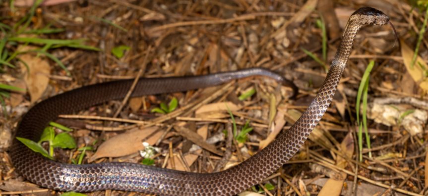 Golden-crown snake