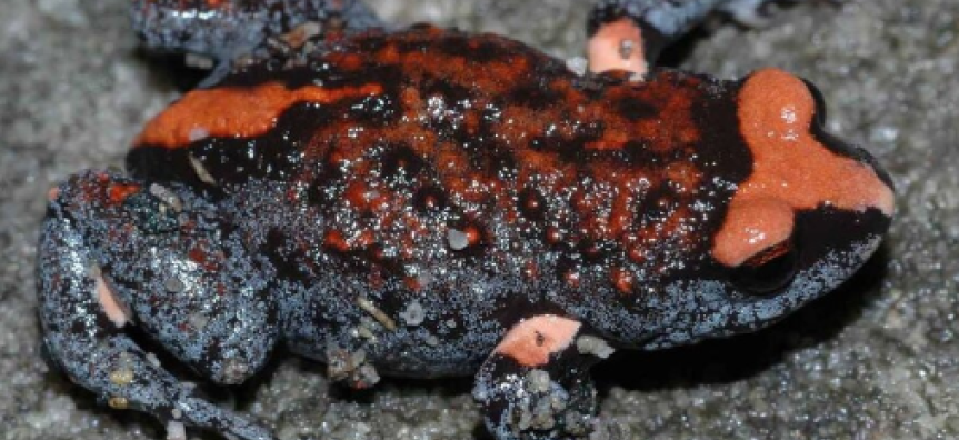 Threatened Red-Crowned Toadlet