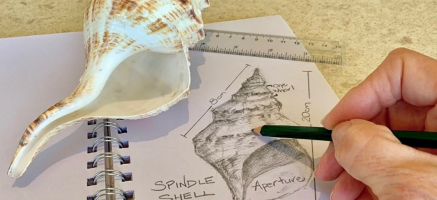 a labelled sketch of a beach shell