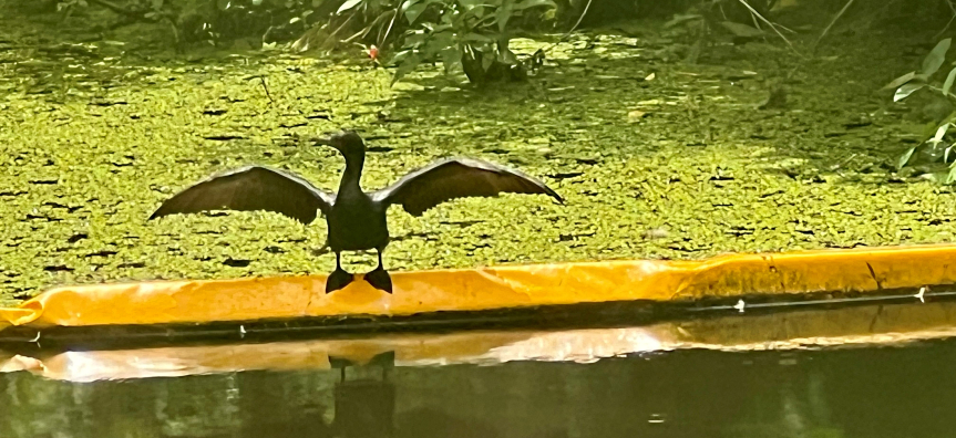 Cormorant flying in Warriewood Wetlands