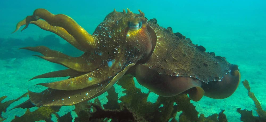 Giant Cuttlefish