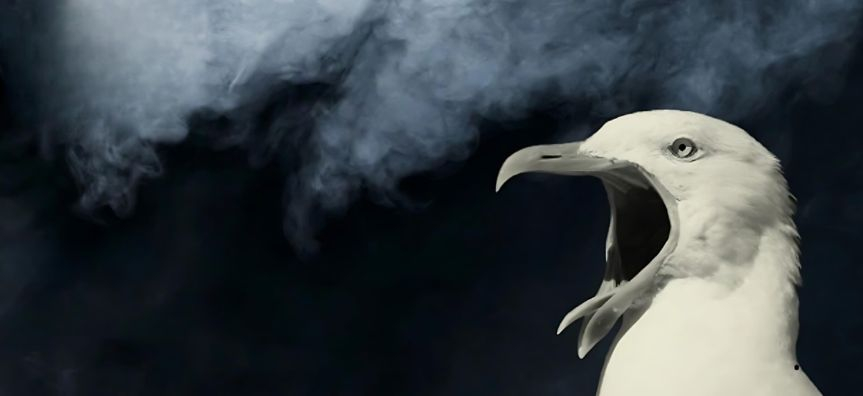 Close up of a seagull with their mouth open. Smoke drift past in the background.