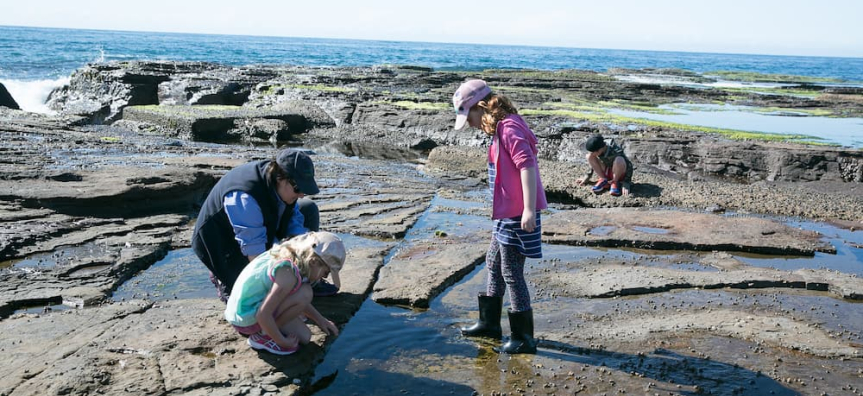 Rock Platform Long Reef