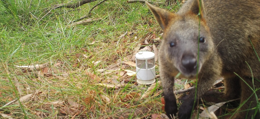 Swamp wallaby at Terrey Hills