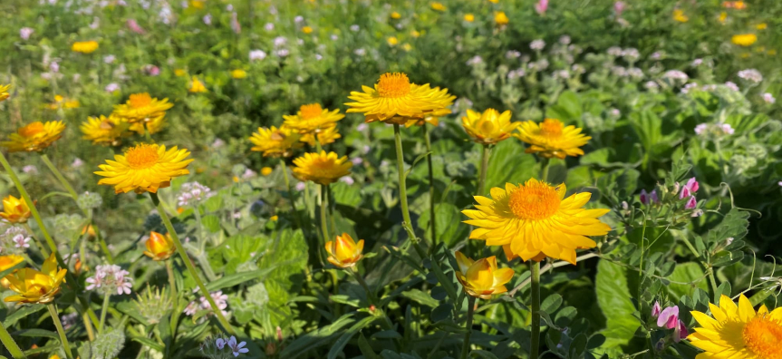 wildlfower meadow xerochrysum