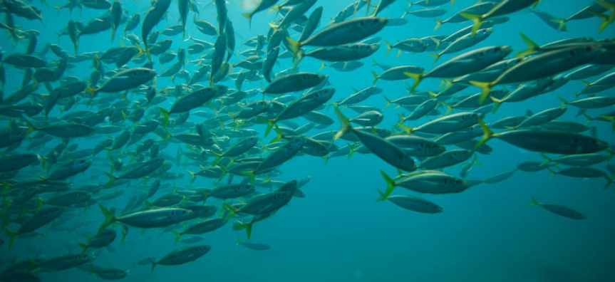 ecotreasures-manly-snorkel-and-walk-tour fish