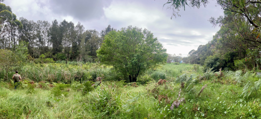 wetlands on the Northern Beaches