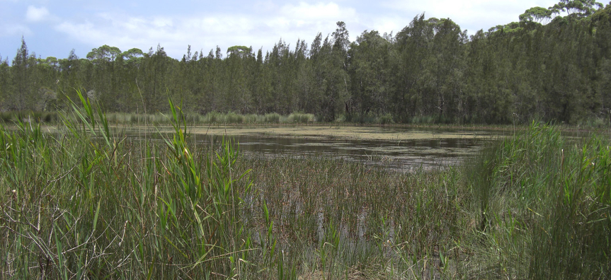 wetland