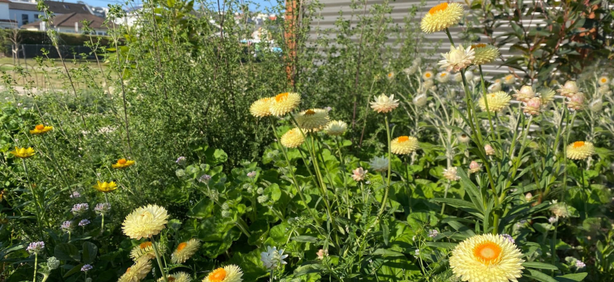 paper daisies