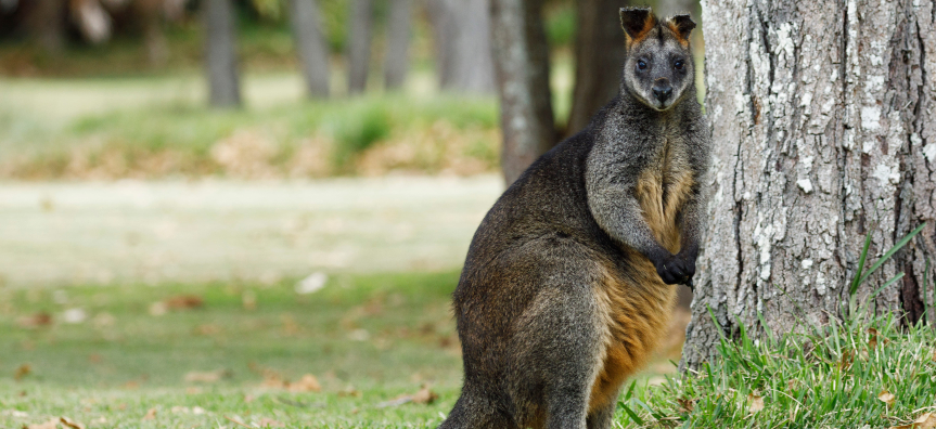 Wildlife at Currawong Beach Cottages, Pittwater