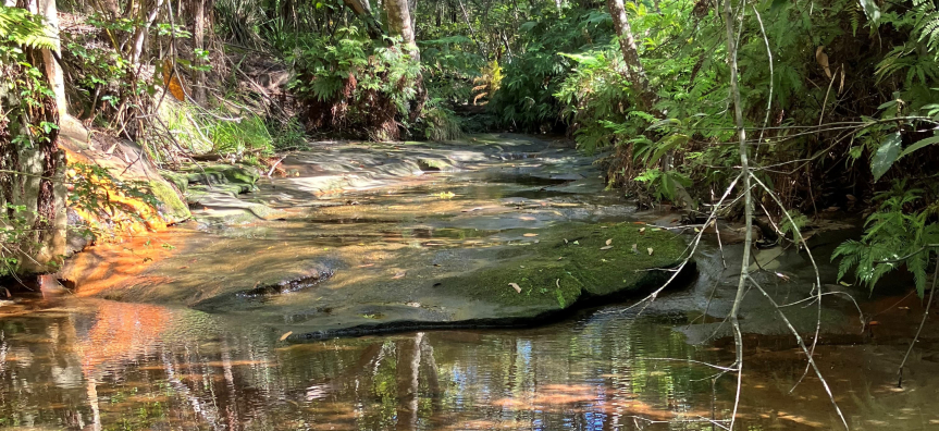 Upper section of South Creek, Beacon Hill