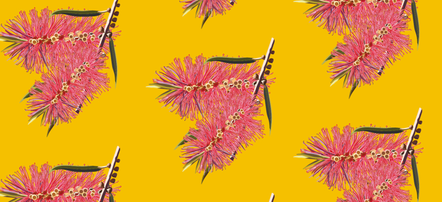 Pink Australian natives on a yellow background