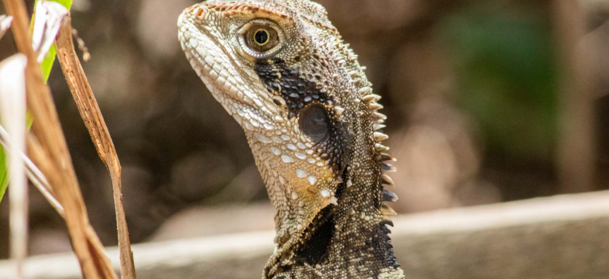 Eastern water dragon 