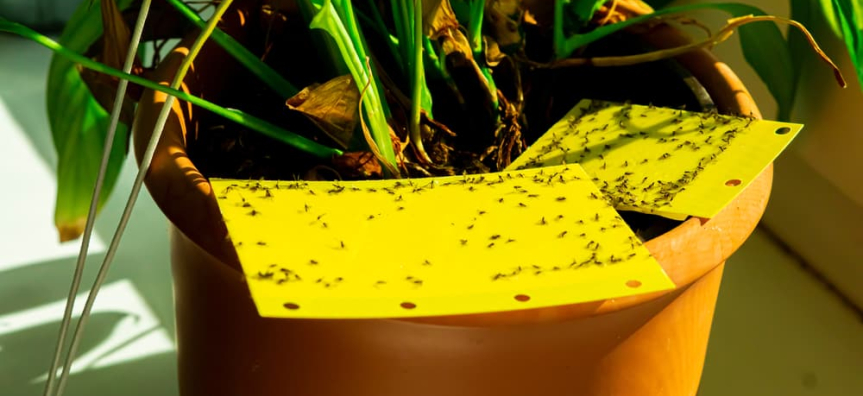 Plant infested by fungus gnats