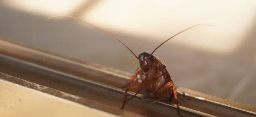 Cheeky cockroach