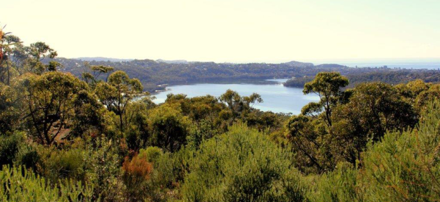 Aerial view of Manly Dam and all the trees