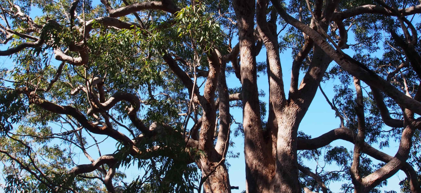 Tree Canopy of Ingleside Chase Reserve