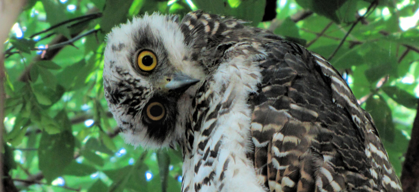 Powerful Owl