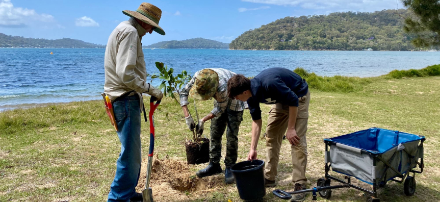 Volunteers planting a Port Jackson Fig