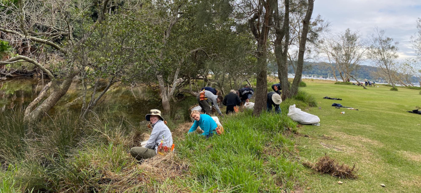 volunteers weeding along the creek at Currawong