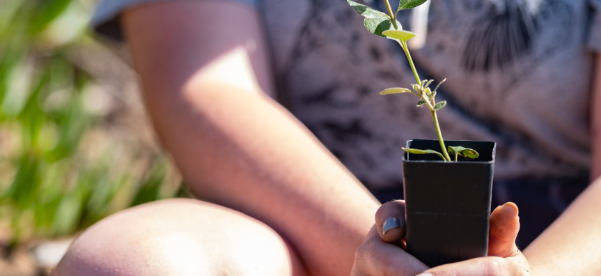 Person holding a sapling ready to plant