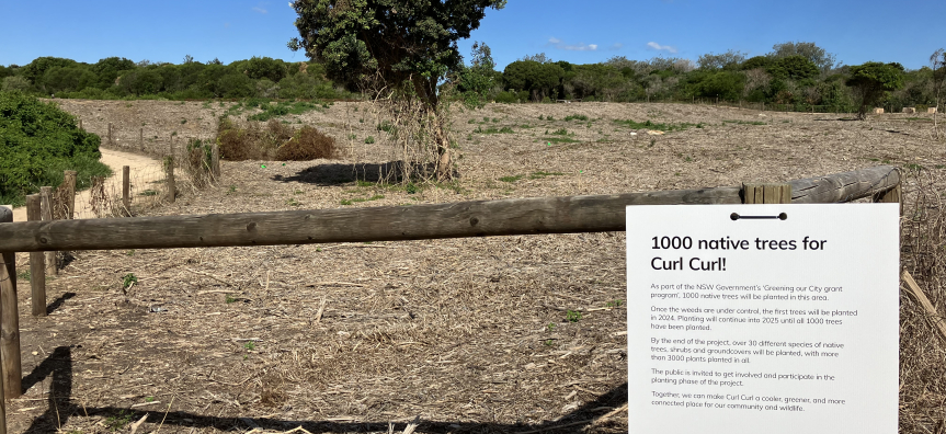 Curl Curl 1000 Native Trees planting site