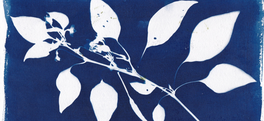 Blue and white leaf cyanotype print