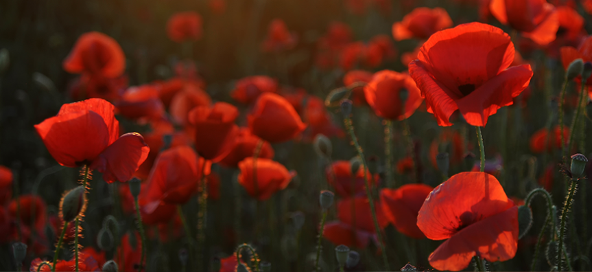 Red poppies 