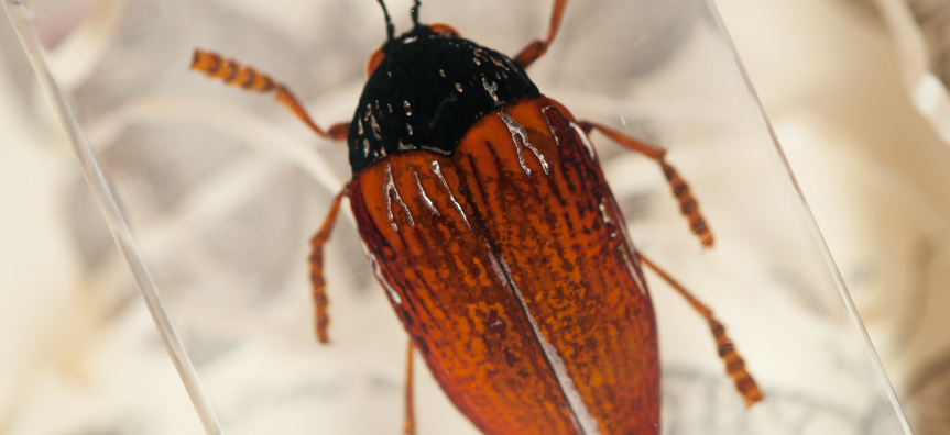 An insect on a microscope slide
